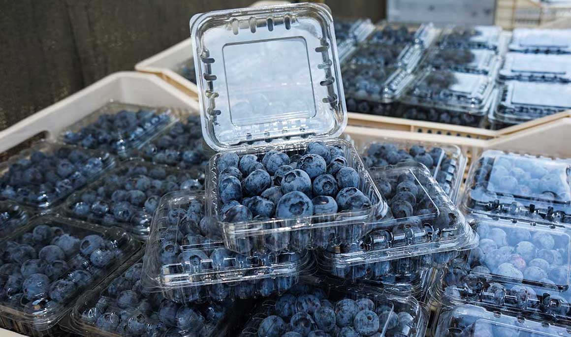 For the third consecutive season, Peru is projected to be the main  exporter of blueberries in the world.